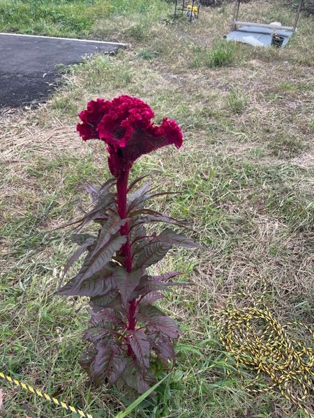 空き地に花か草かわからない少し不気味で大きな赤い植物が生えていました。何という名前の植物なのでしょうか？追記 写真の画質悪いですね。ごめんなさい！大体でもいいので教えて欲しいです！