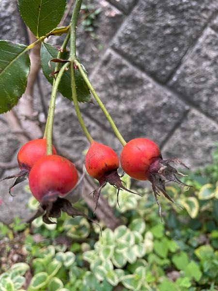 バラを種から育ててみようと思うのですが、ローズヒップはこのくらい熟したら種を出しても大丈夫でしょうか？ちなみにボルデュールアプリコというフレンチローズです。