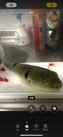 釣りあげた魚なんですが、なんのフグでしょうか？