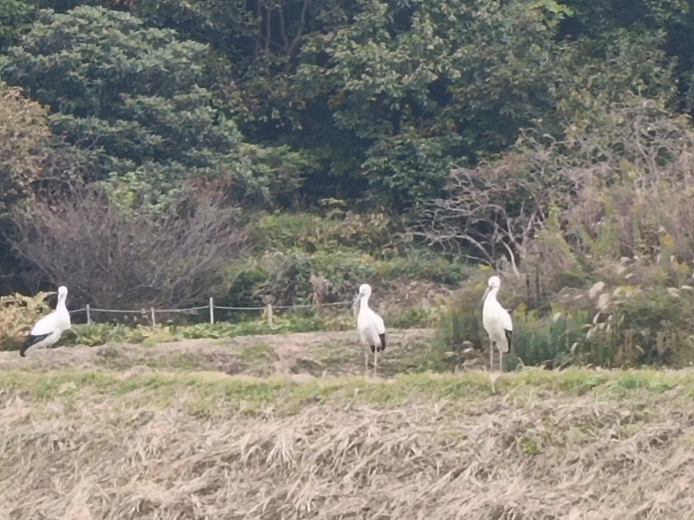 この鳥について質問です。 この鳥はコウノトリでしょうか？ 画像があらくて申し訳ありません。