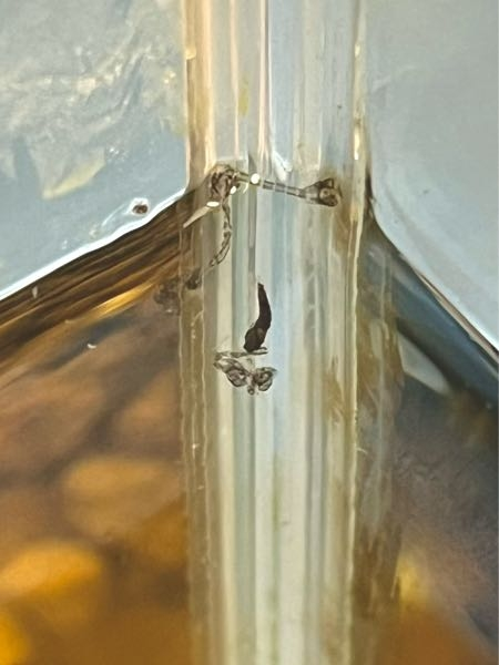 メダカの水槽に小さくて黒いウネウネした生き物がいます(・_・; 脱皮したような殻付きで、この抜け殻の様なものが何回か水面に浮いてたこともありました。 この生物がなにかわかる方いらっしゃったら教えてください(＞人＜;) 最近メダカが痩せ細り病らしい感じになり全滅してしまったので、この生物と関係あるかも知ってたら教えていただきたいです(＞人＜;)