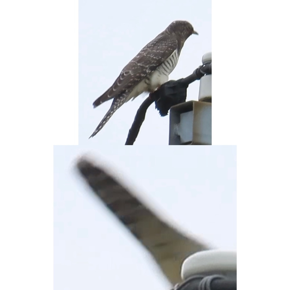 失礼致します。野鳥の種類について質問します。写真の野鳥は10月末あたりに愛知県の神社が隣接する農耕地あたりで探鳥してる時に見つけた野鳥です。 こちらの種類の方ですがセグロカッコウかホトトギスかカッコウか識別に迷っています。 (下の写真は上の写真の個体の下尾筒です)詳しい方教えて頂けると幸いです。