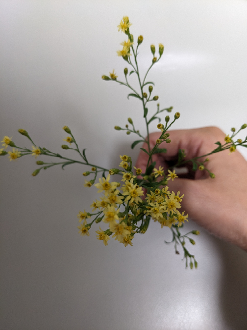 切り花のストレリチア（極楽鳥花）を増やしたい。頂き物の花束のな... - Yahoo!知恵袋