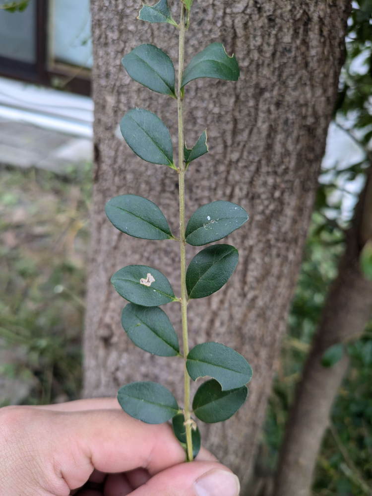 これはなんの植物の葉っぱですか？