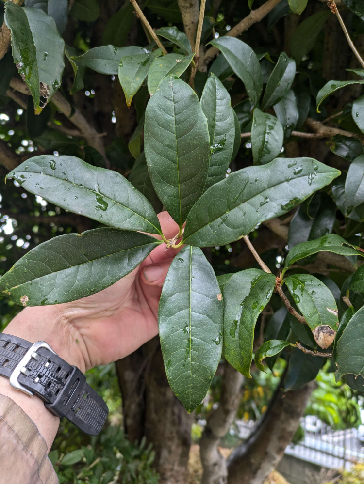 この植物はなんですか？