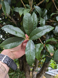 この植物はなんですか？ 