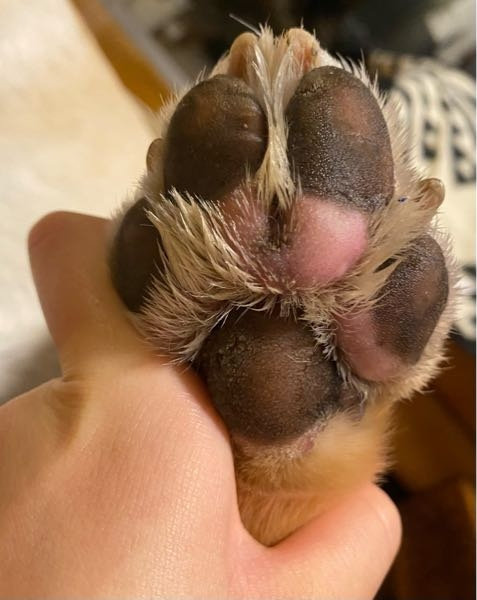 今日犬が足を舐めてたので見てみたら、肉球の1部の毛が無くなって肉球が全体的にピンクに腫れてました これってなにかの病気なのでしょうか？ ちなみに犬種はラブラドールレトリバーで、皮膚が弱いです