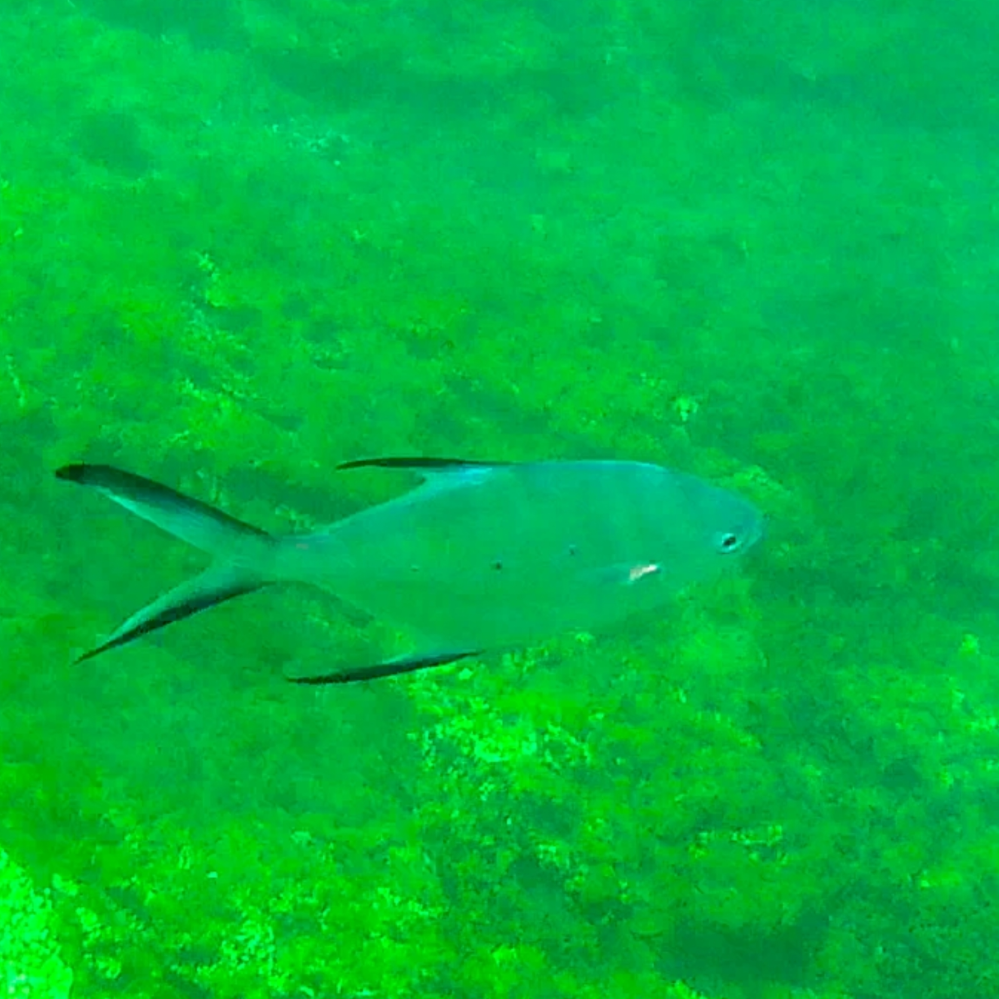 この魚は何の魚ですか？ 浅瀬(たぶん何かの稚魚と思いますが)で泳いでいると人の周りを割とうろうろしていました スズメダイ系と思いましたが背びれと腹びれが違う気がしてよくわかりません