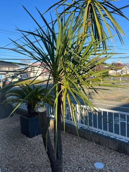 この植木はドラセナのニオイシュロランという木なんですが、枝分かれし