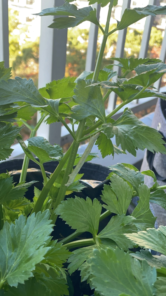 朝ベランダのセロリに水やりをしていたら、柔らかそうな感触の異物感が‼️ 芋虫ですよね。 つい先日隣の株を刻んで食べたんですが。。 これはなんの幼虫ですか？