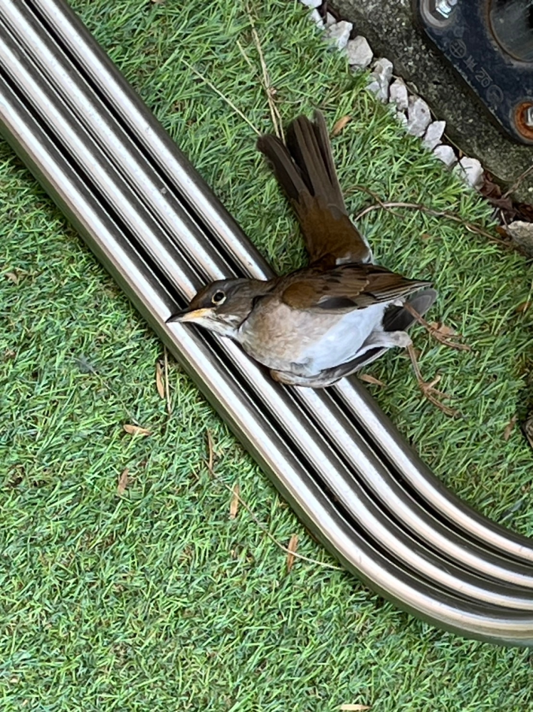 野鳥が窓か外壁にぶつかって死んでしまいました。 なんていう鳥でしょうか？ 閲覧注意です。