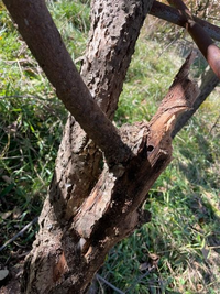 キウイの木について
木がぼろぼろしてます。
虫が食べたからぼろぼろしているのか
年齢によるものなのかわかりません。
木の部分によってちゃんと葉がついていて
伸びている部分もあります。 どうすれば良いでしょうか？
薬などをかけたりしたほうがいいでしょうか？
教えてください！