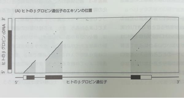 遺伝子の相同性を明らかにするためにβグロビン遺伝子とβグロビンcDNAの比較をしたドットプロットなのですが、グラフ下の長方形がエキソンで、 完成したβグロビンmRNAと遺伝子には存在しタンパク質には翻訳されない領域が長方形の空白部分で示されています。 エキソンがなぜそこなのかまではわかります。 エキソンでもタンパク質には翻訳されない領域とはどういう意味ですか？ グラフをどう見ればタンパク質に翻訳されない領域がそこだと分かるんですか？