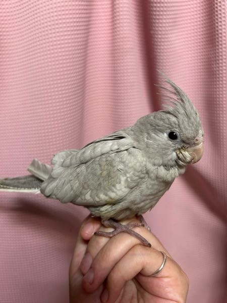 オカメインコの生後２ヶ月くらいです。 種類はなんになりますか？ オスかメスかはまだわかりませんよね？ よろしくお願い致します。