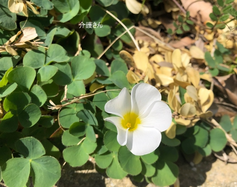 この植物の名前は何ですか？ 撮影日は2023年３月２５日で撮影場所は兵庫県です。