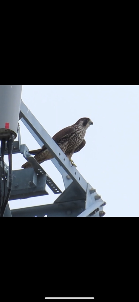 失礼致します。猛禽類の種類について問わせて頂きます。写真の野鳥は今日、兵庫県の鉄塔にいるものを撮影しました。亜種の方ですがハヤブサかオオハヤブサかシベリアハヤブサのどちらかなのか識別に迷っています。 詳しい方いましたら教えて頂けると幸いです。