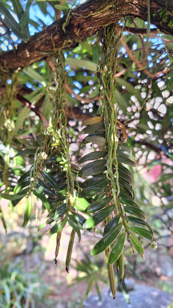 マキの木に着生する植物の名前を知りたいです。 庭に生えているマキの木に以前から着生している植物がありました。 葉はマキに似ているのですが根が生えてマキの枝に絡みつく姿からシダの仲間なのか蘭の仲間かと考えています。 添付の画像を見ていただき知恵をお借りしたいです。 よろしくお願いいたします。