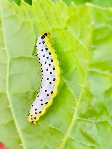 何の幼虫ですか？ よろしくお願い致します☆