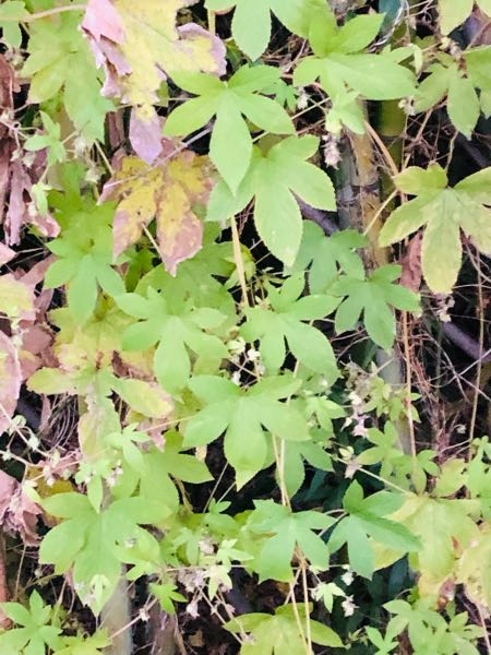 植物の名前を教えて下さい。 よろしくお願い致します。