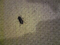 黒い長い虫について部屋の中に 黒い 体長2cmくらい 幅5mmくらい Yahoo 知恵袋