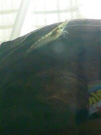 群馬県または埼玉県でメダカを取れる場所ありますか なるべく群馬の情報が欲し Yahoo 知恵袋