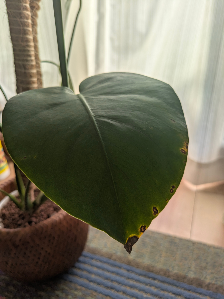 ヒメモンステラの葉っぱの辺縁に、茶色い斑点（？）が出てきました