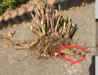 紫陽花の根っこについて

紫陽花の根っこを抜き取ったのですが
写真（他の質問者様の写真借用）の
赤丸部分の根っこは長くて抜き取れずに、そのままにしております。 この根っこは、このまま枯れるでしょうか？
それとも、今後成長しますでしょうか？
詳しい方、よろしくお願い致します。