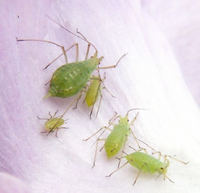 この虫の名前を教えてください。


蜘蛛 ムカデ サソリ 昆虫 害 

この質問はできれば、最後の返信までお付き合いしてくれる方（かた）よろしくお願いします。 