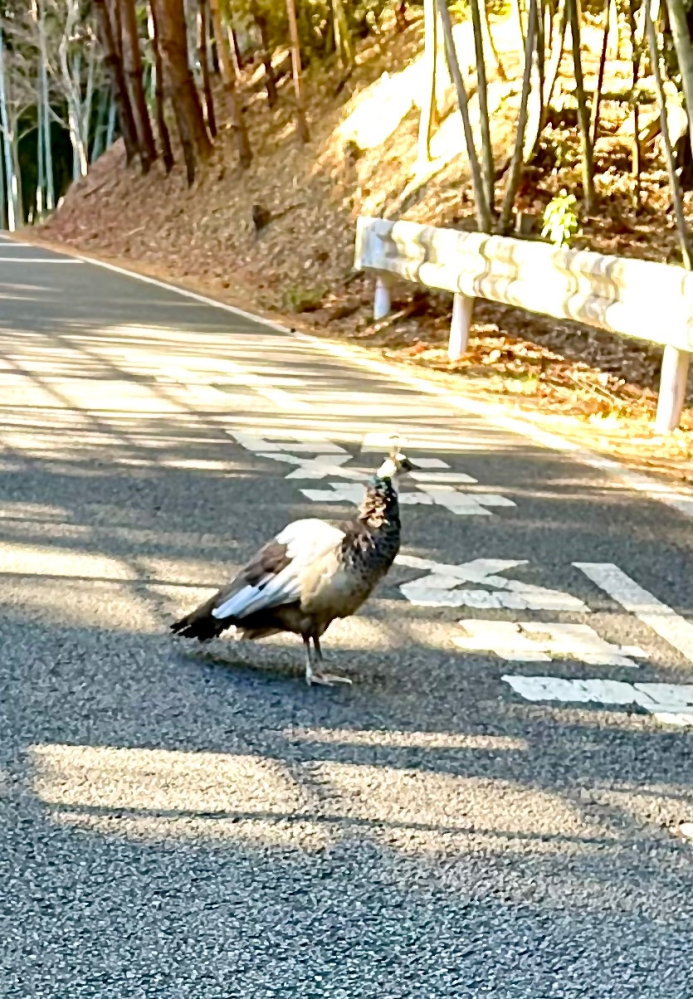 この鳥は何という鳥ですか？ 道路で佇んでいました。 キジよりも大きく見え、画像では分かりにくいですが頭にトサカのような物がありました。 千葉県です。