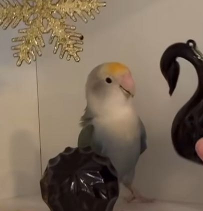 この鳥はなんて種類ですか？