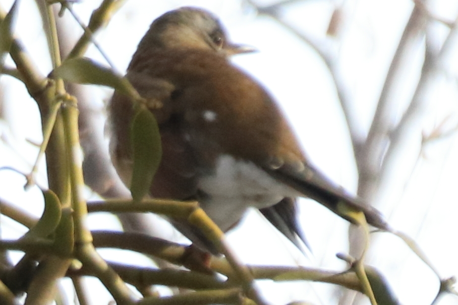 北海道 札幌市 2024/12/30 動物 鳥類 シロハラでしょうか？オス・メスどっちでしょうか？