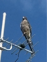 沖縄の那覇で飛んでいたのですが、この鳥の名前は何ですか？ 