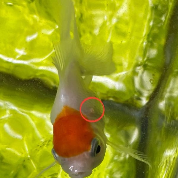 この金魚、穴あき病ですか？