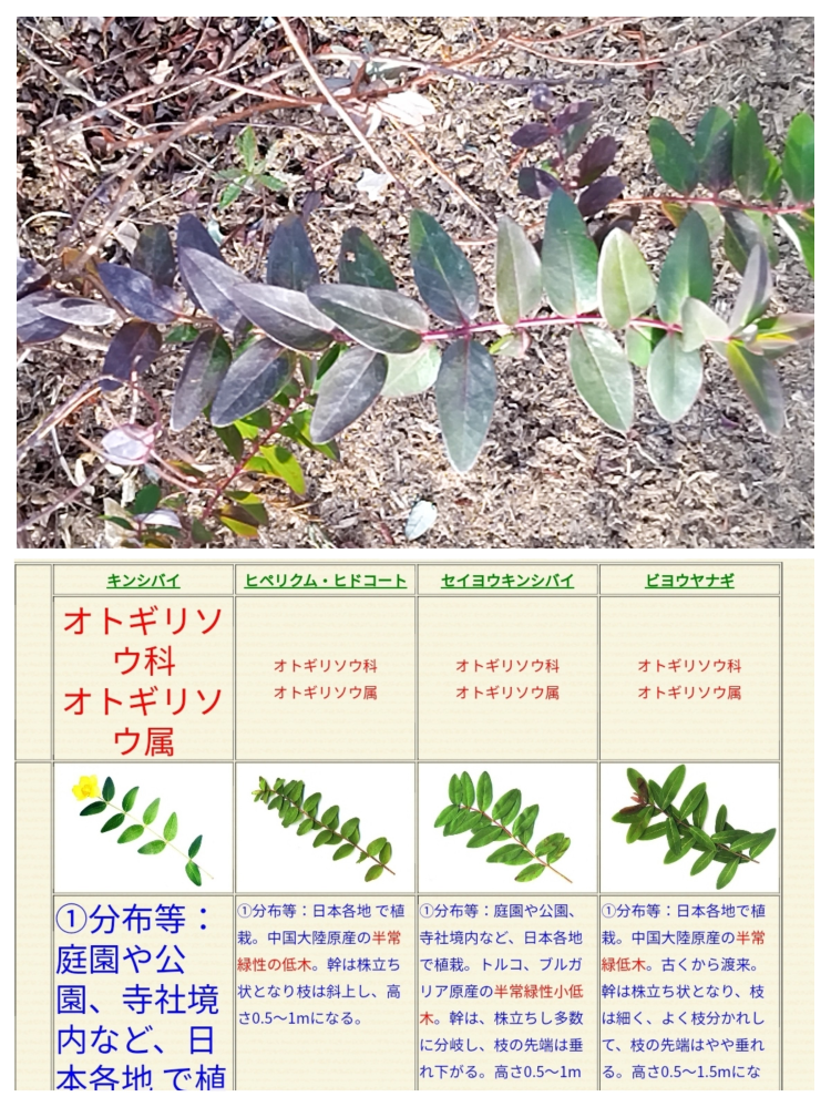 どの植物か教えて欲しいです！ 上の写真が下の写真のどの種類なのか教えて欲しいです！