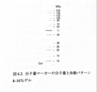 この分子量の対数値の計算方法を教えてください 