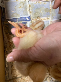 鶏の病気 - 日本鶏保護連盟