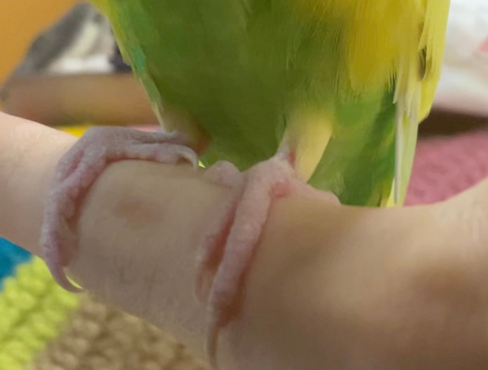 至急！セキセイインコが足を痛めたかもしれません。 生後7ヶ月のセキセイインコを飼っています。 さっき弟がケージから出すときに、誤って左足を挟んでしまったようです。 挟んだ直後は左足を上げたままで、急に静かになり動かなくなりました。 あくびのような仕草もしていましたが、3分ほど経つと両足で普通に止まり、5分後にはいつも通り走り回ったりブランコで遊んだりしています。足を庇う様子もなく、お喋りもしています。 弟も泣いて謝っていて、インコちゃんのことがとても心配です。 両親が帰ってきたら病院に連れて行くか相談する予定ですが、それまでに少しでもアドバイスが欲しくてこちらで質問しました。 回答よろしくお願いします。