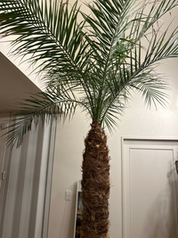 観葉植物 フェニックスロベレニー（10号鉢）｜HanaPrime（ハナ