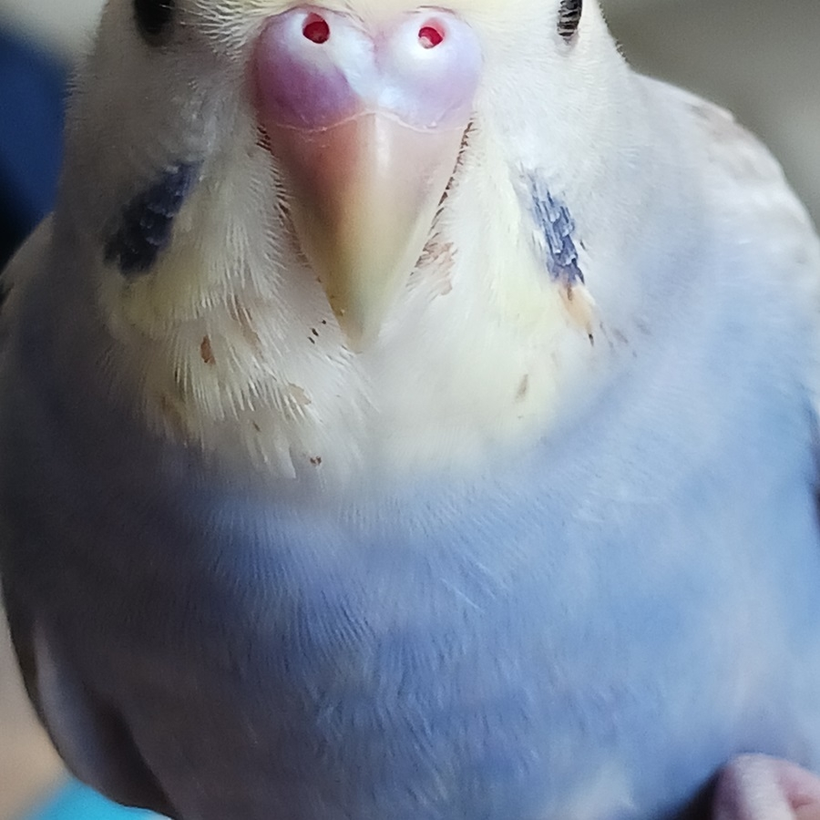 インコのほっぺあたりにある赤いものは血でしょうかね？ 綺麗に撮れなかったのですが、 生後３ヶ月くらいですが、 爪が伸びてきたかな？ 肩に乗ったときにチョット痛いかな？ といった状況です。