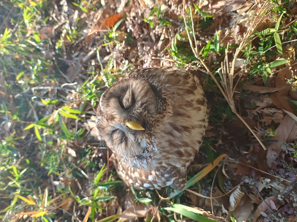 フクロウについて質問です。 兵庫県の南部でみかけたのですが、このフクロウはなんという種類でしょうか？ 足輪？はなかったので野生かと思います。