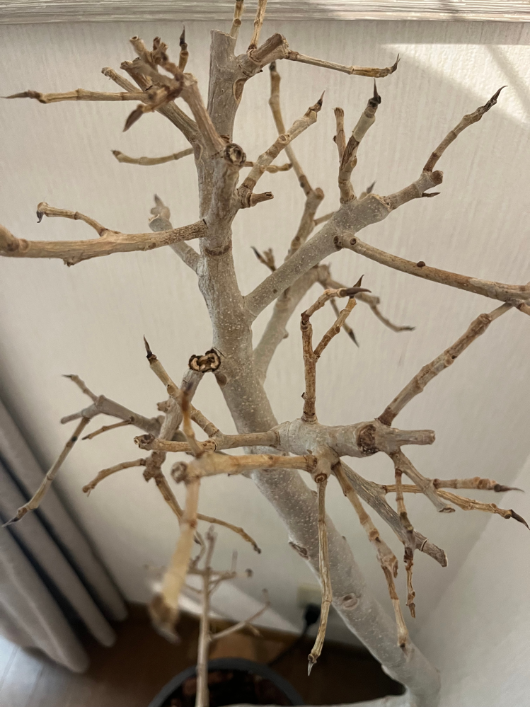 ゴムの木なんですが全部葉が落ちてしまいました。もうこの木から葉が生