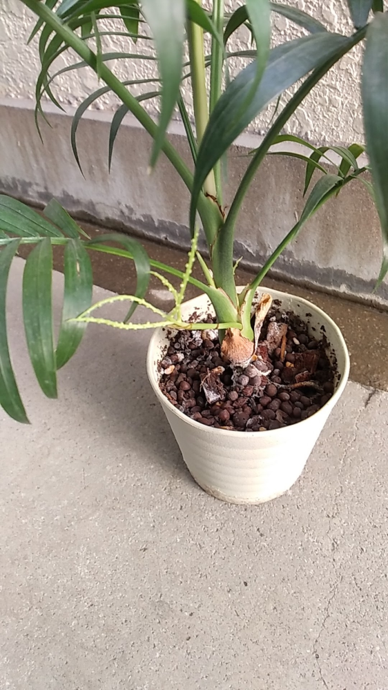 テーブルヤシですが 下の方の茎の間から芽が出て来たので変なところから出るんだなと思ってたら 今日見ると画像の様な葉が出てました。 何ものでしょか？教えて頂くと助かります。