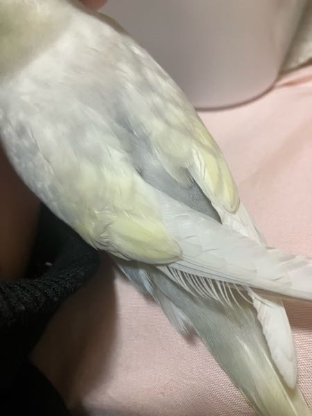 分かりずらくてすみません。セキセイインコ(１ヶ月)を飼っているのですが、この子はなんという柄なのでしょうか...？頭のあたりは少し黄色いです。お腹の辺りは全て灰色です。