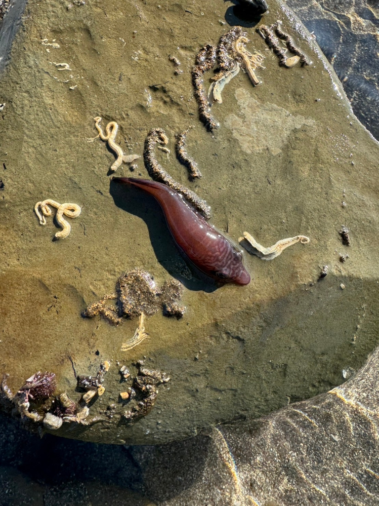 この赤っぽい魚？何か分かる方いますか？ 10センチくらいです。 磯遊びで石ひっくり返したら裏にくっついていて海に入れてみたら尾ビレでスイスイ泳ぎ出しました。