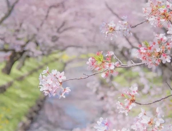 今年はどこで桜を見る予定ですか。