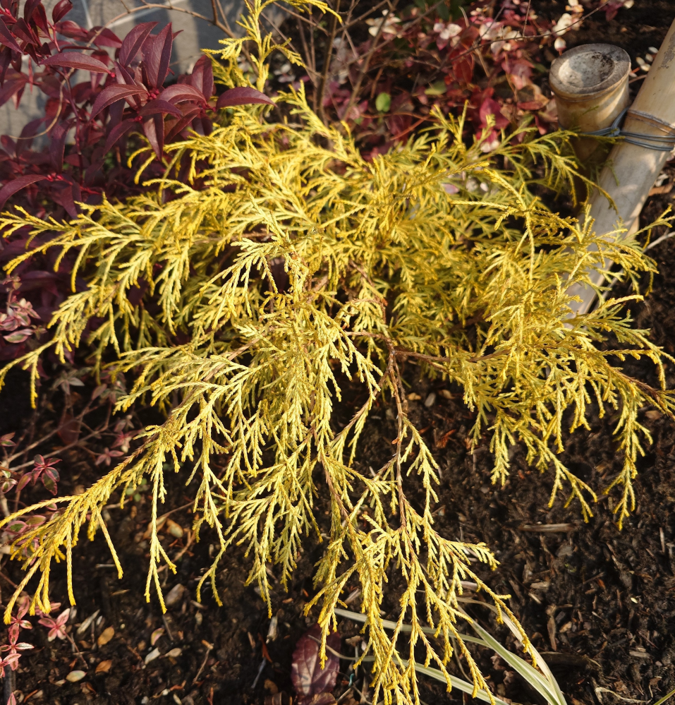 この植物の名前を教えてください。 アパートの寄せ植え花壇にありました。この時期に黄色い色をしていて目立ちました。 ご存知の方教えてください。よろしくお願いします。