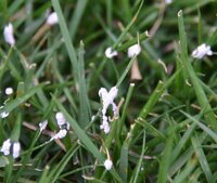 芝生の病気 添付写真のような白いものが芝に付着しつぶすと黒いサラサラした物で Yahoo 知恵袋