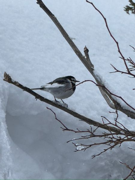 この野鳥は何鳥ですか？ 最近、良く家の周りで見かけて、人懐っこいのか、時々ついてまわったりしています。 スズメより少し大きい感じです。