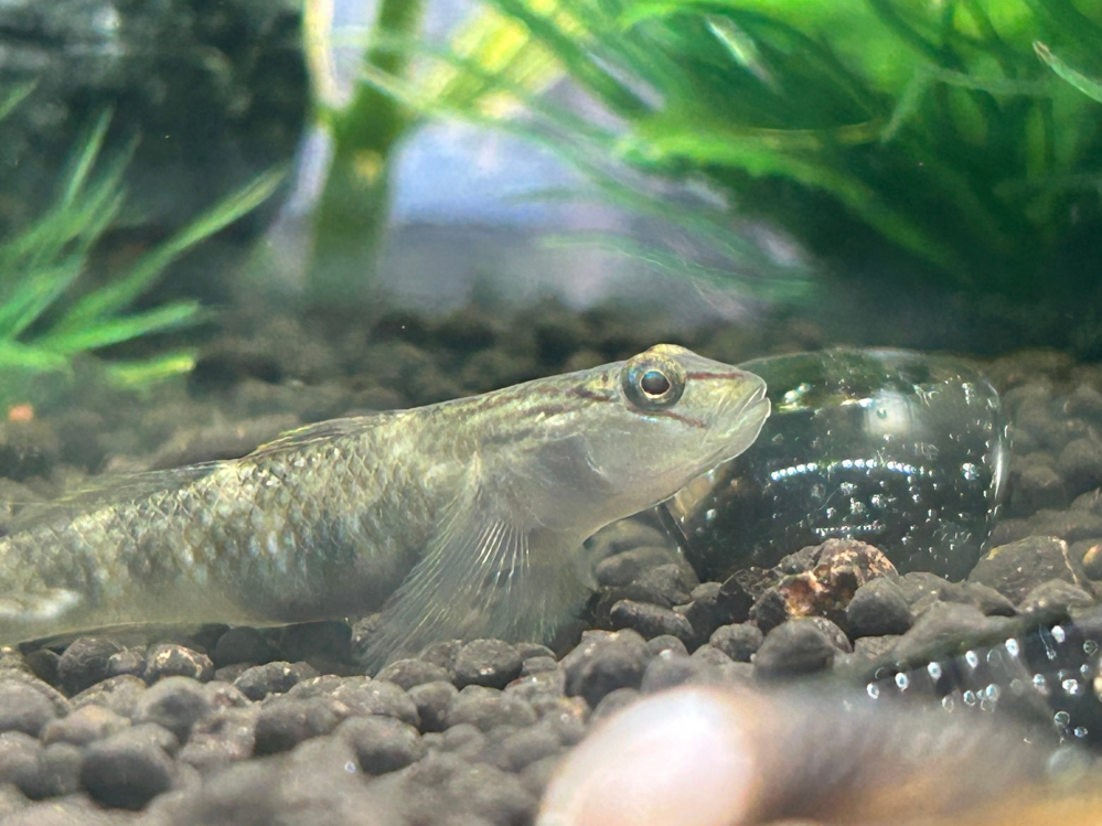 今家で飼ってるハゼ？がいるのですが名前が分かりません…名前はなんというのでしょうか