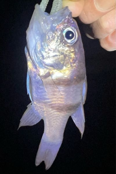 これはなんという魚ですか？ 全長約10cm、宇和島で釣りました。 よろしくお願いします。